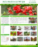 植物租賃_網(wǎng)站模板_seo網(wǎng)站優(yōu)化_網(wǎng)站建設案例