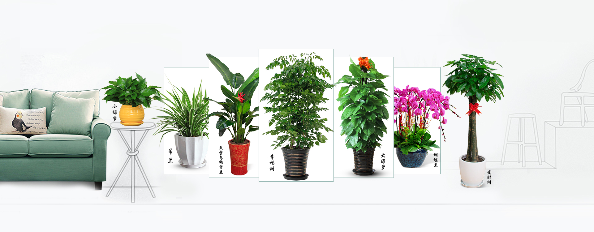 植物租賃,<a href='http://www.qihaozs168.com/zubai/' target='_blank'><u>綠植租賃</u></a>,室內(nèi)<a href='http://www.qihaozs168.com/zubai/' target='_blank'><u>綠植租賃</u></a>,室內(nèi)植物租賃