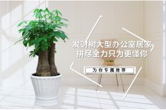 辦公室綠植租擺租賃的風(fēng)水常識