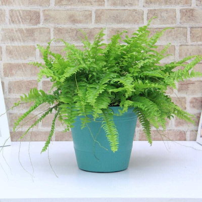 波斯頓蕨（永新綠植租賃）