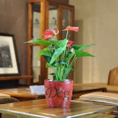 紅掌（永新綠植租擺）