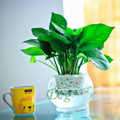 小綠蘿（永新綠植租賃）