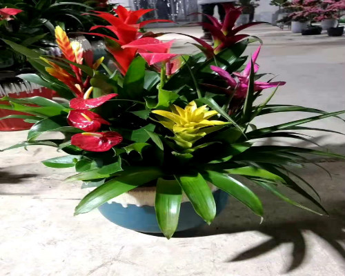 永新植物租賃_花卉租擺_綠植租擺公司