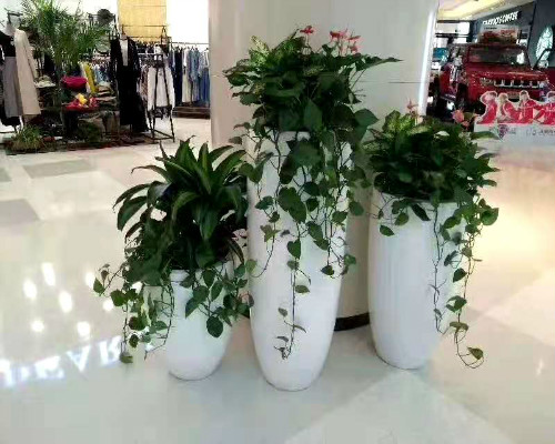 永新綠植租擺-辦公室花卉租賃【報價合理】