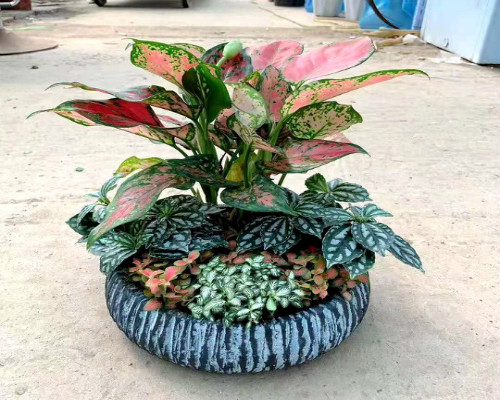 永新植物租賃_永新綠植租擺_永新花卉綠植養(yǎng)護